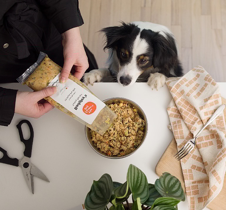 Obese Pit Bull Who Would ‘Eat While Lying Down’ Unbelievably Transformed After Weight Loss Journey 